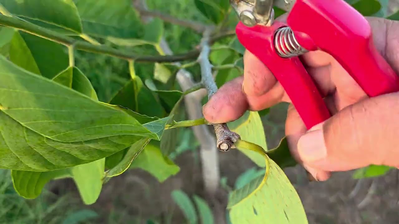 Atemóia poda de formação 