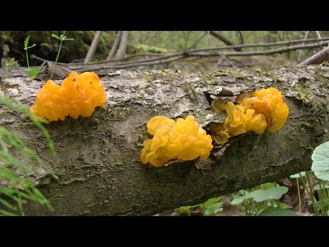 ГРИБ ДРОЖАЛКА ОРАНЖЕВАЯ,о котором мы не знаем.