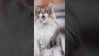 TOP 10 cutest male cat names . #shorts, #viral, #short, #pets, #cat, #cute