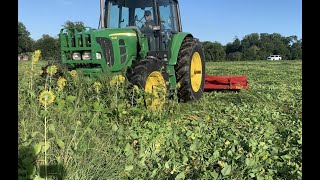 Roller Crimping a Thick Cover Crop