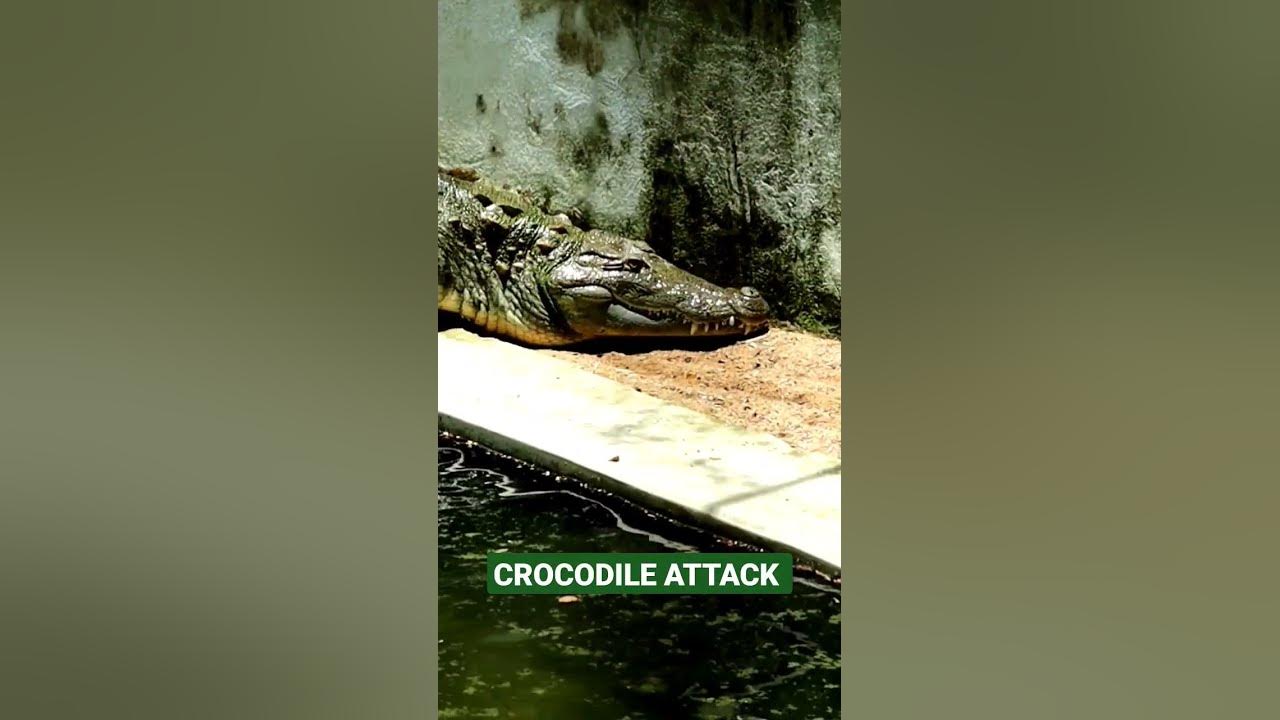 Crocodile Attack - YouTube