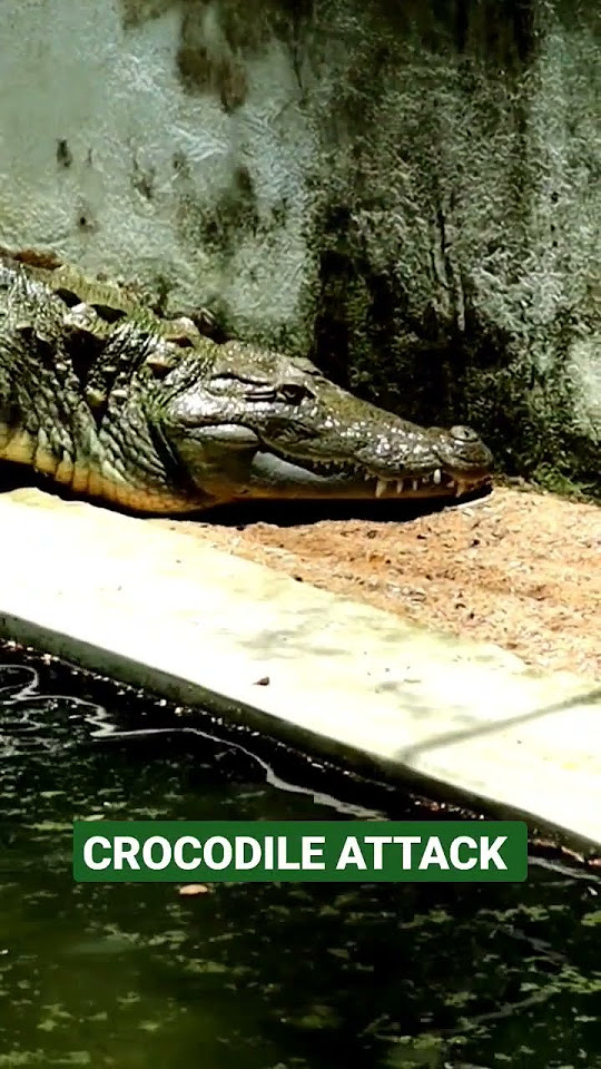 Crocodile Attack - YouTube