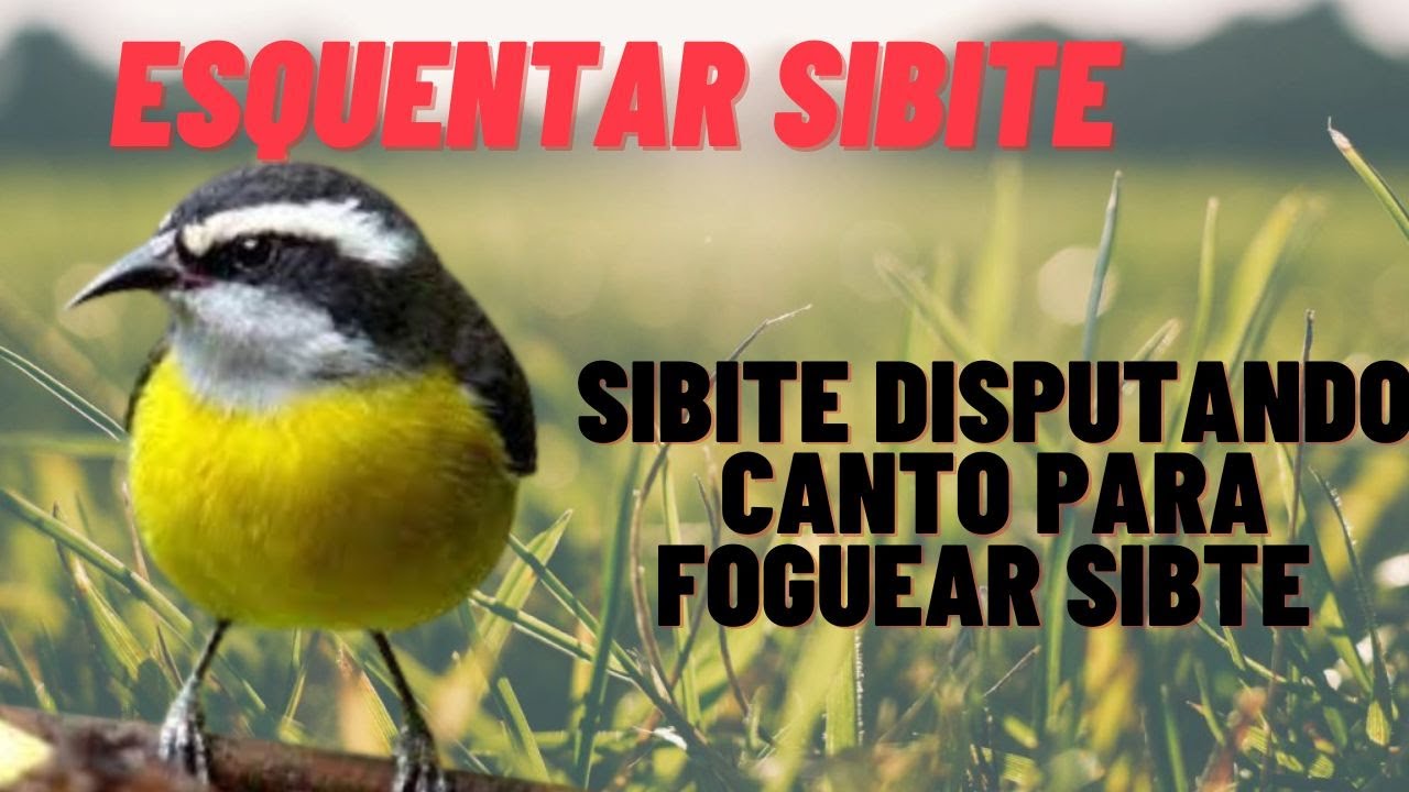 esquentar sibite 🔥 sibite chamando muito seu sibite vai ficar louco foguear sibite