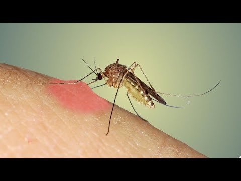 Video: Lorsban sivrisinekleri öldürür mü?