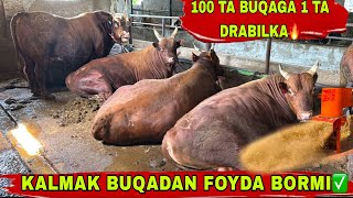 : BUQA BOQISH OSONLASHDI TARNODO DRABILKASI N1KALMAK BUQADAN FOYDA QANCHA4  2025.