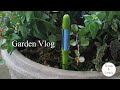 Garden vlog #009/ベランダーガーデニング/サスティーを使ってみる/ミントを植える/use moisture checker/Plant a mint.