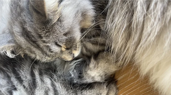 Watch the video about Siberian kittens sleepy times