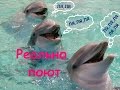 ПОЮТ ДЕЛЬФИНЫ АДЛЕР