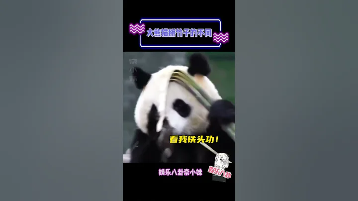 萌二：這竹子怎麼這麼難掰！# 大熊貓 - 天天要聞