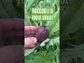 Quando raccogliere i CARCIOFI