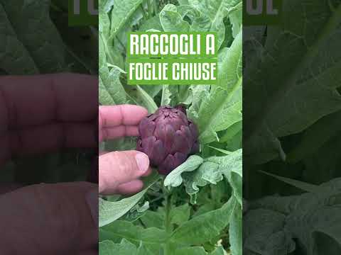 Video: Raccolta dei carciofi: come capire quando un carciofo è maturo