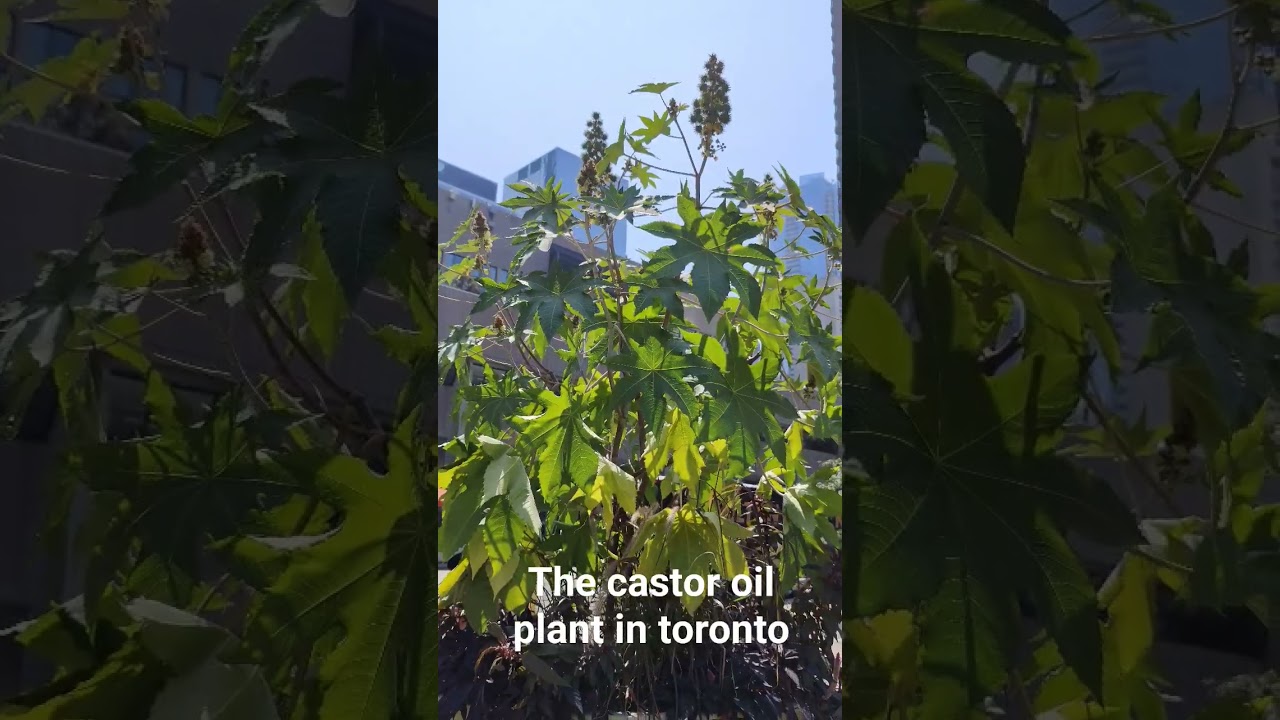 the castor oil plant in toronto