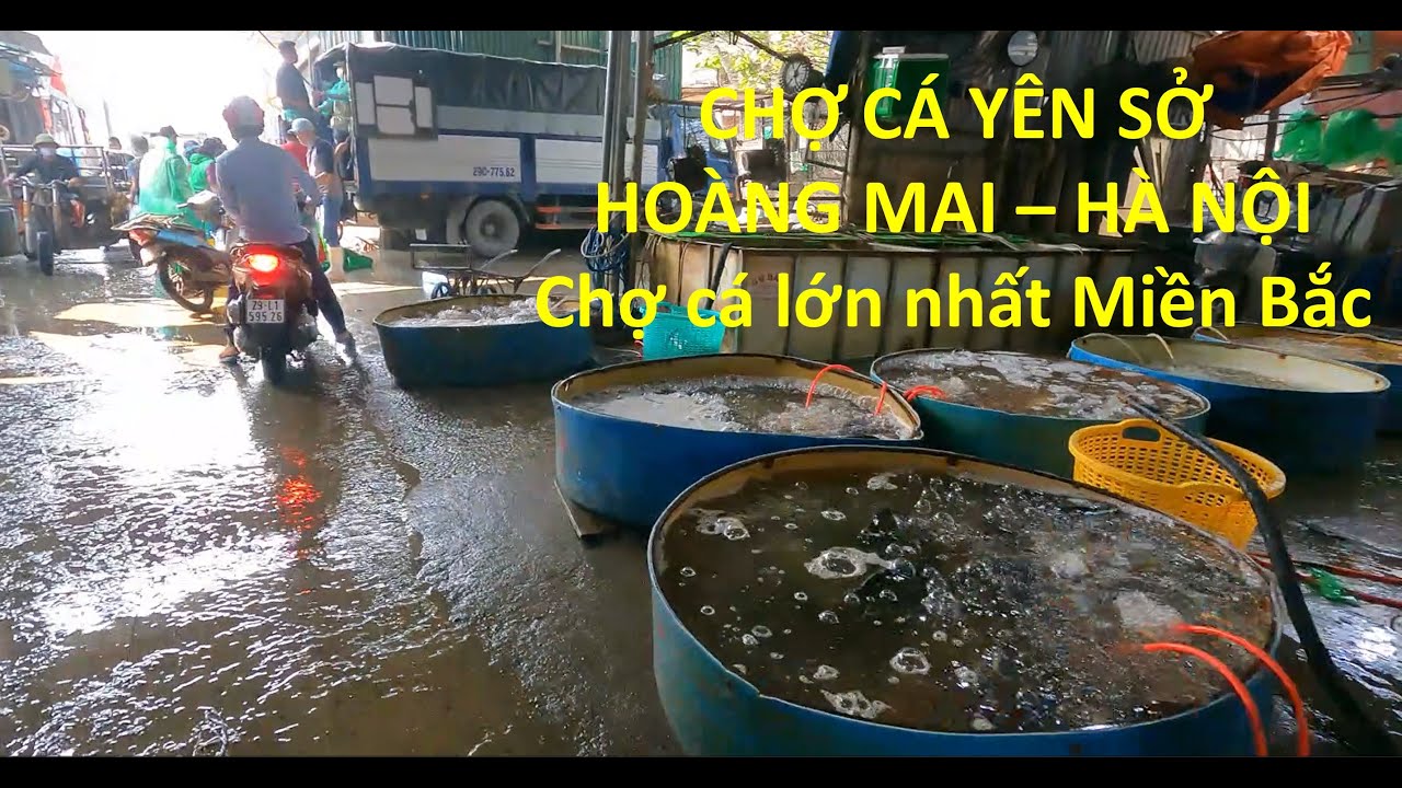 mua cá lăng ở đâu hà nội  New Update  Chợ cá Yên Sở Hoàng Mai Hà Nội | Chợ quê Việt Nam
