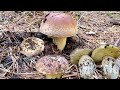 เห็ดผึ้งหวานดอกตูมๆอวบมาก🍄King bolete Mushrooms 🍄Jun21,2020