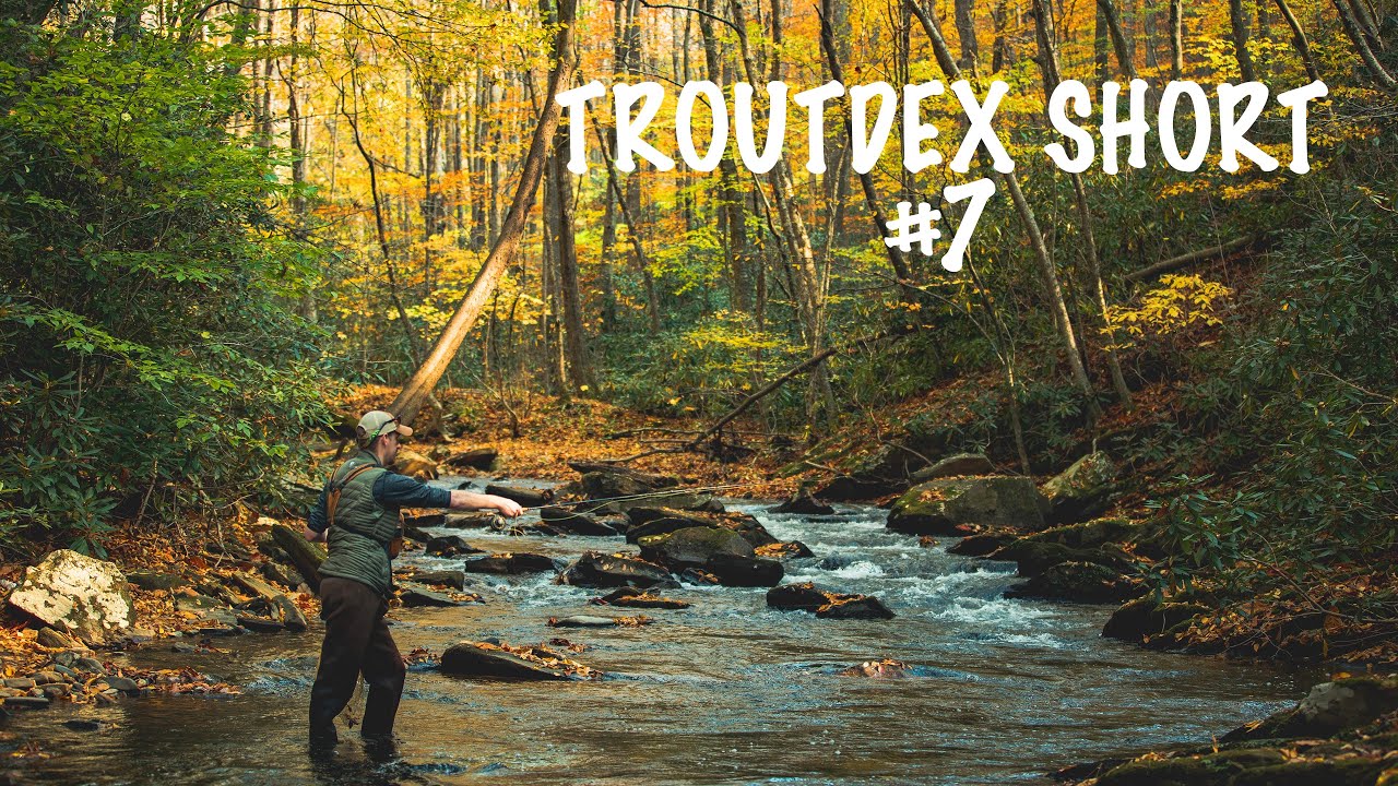 Carolina Wild Fly Fishing Big Horse Creek, NC Troutdex Short 7 YouTube