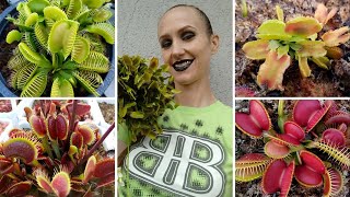 Celebrity Growing Venus Flytraps Successfully and Exploring the BEST Venus Flytrap Cultivars Wealth