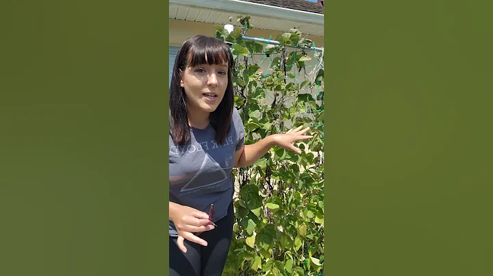 Most Stunning Pole Beans EVER - Purple Podded Pole Beans! #beans #purple #vegetablegarden #garden - DayDayNews