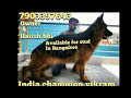 Indian champion vikram available for stud in Bangalore.