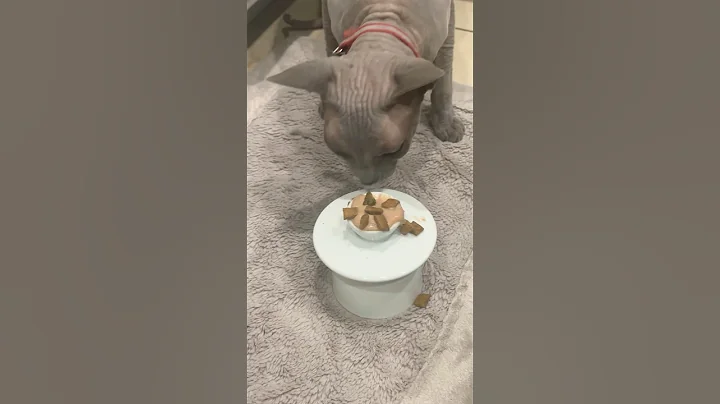 Watch the video about Summer Love Hairless Cat loves his fancy food 🥘 #trending #cute #pets