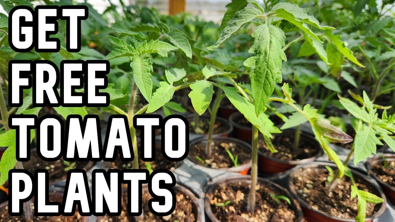 How to get tomato plants for free! YouTube