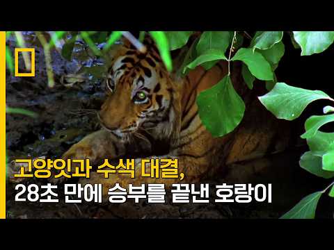 고양잇과 수색 대결, 28초 만에 승부를 끝낸 호랑이