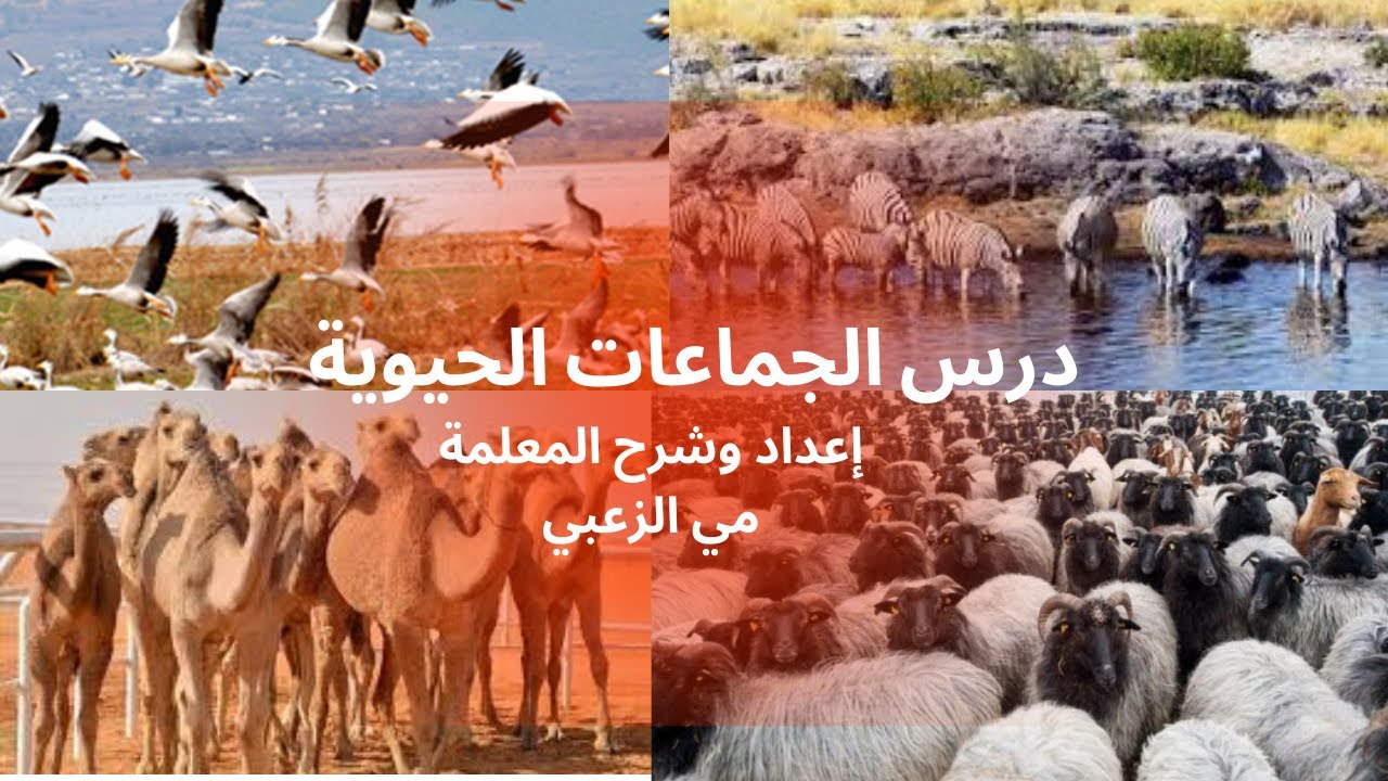 الصف السادس/علوم/درس الجماعات الحيوية @مي_الزعبي #الصف_السادس #علوم