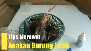 CARA MERAWAT DAN MELOLOH ANAKAN BURUNG JALAK