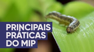 Principais práticas do manejo integrado de pragas