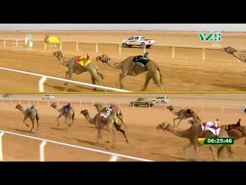 الشوط 13 ارسال ل سالم علي الكتبي مهرجان الملك عبد العزيز الثلاثاء 2018 1 30 رماح ثنايا 8 كم