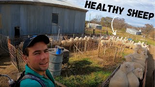 A Good Parasite is a Dead Parasite | Drenching Ewes Before They Lamb | Farming Sheep in Australia