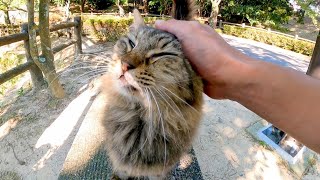 池の側で寝ていた長毛キジトラ猫が顔を見るとモフられに出てきた