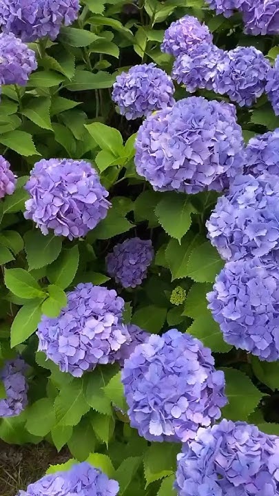 СИНИЕ ГОРТЕНЗИИ #hydrangea #hortensia #гортензія #гортензия #garden # ...