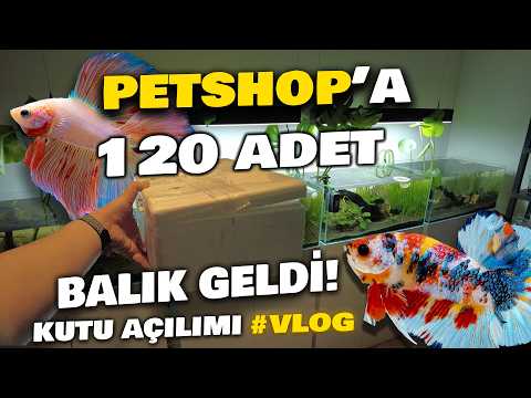 YENİ BALIKLAR GELDİ | RENKLERE BAYILACAKSINIZ | KUTU AÇILIMI! #akvaryum #balık #akvaryumbalıkları