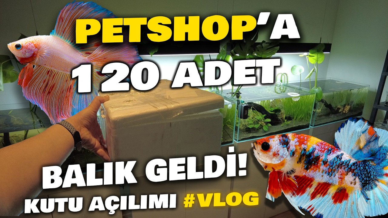 YENİ BALIKLAR GELDİ | RENKLERE BAYILACAKSINIZ |  KUTU AÇILIMI! #akvaryum #balık #akvaryumbalıkları