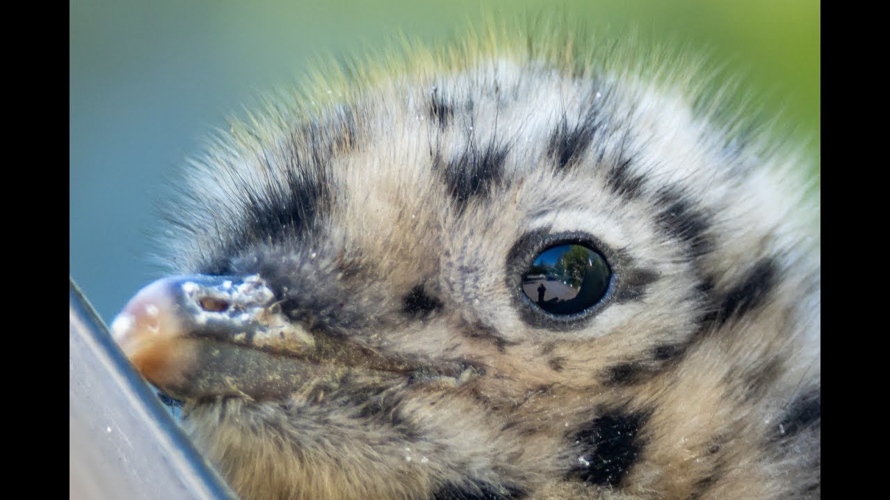 This Is What Baby Seagulls Sound Like YouTube