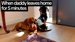 When mini dachshunds are left without daddy at home for 5 minutes