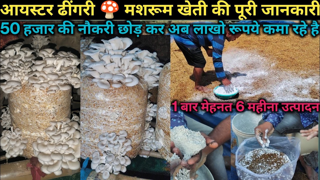 आयस्टर ढींगरी 🍄 मशरूम की कैसे करें | oyestar 🍄 mushroom ki kheti kaise kare | 🍄 mushroom ki kheti