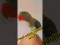 #song #viral #parrot #music #pagal pagali#love #song