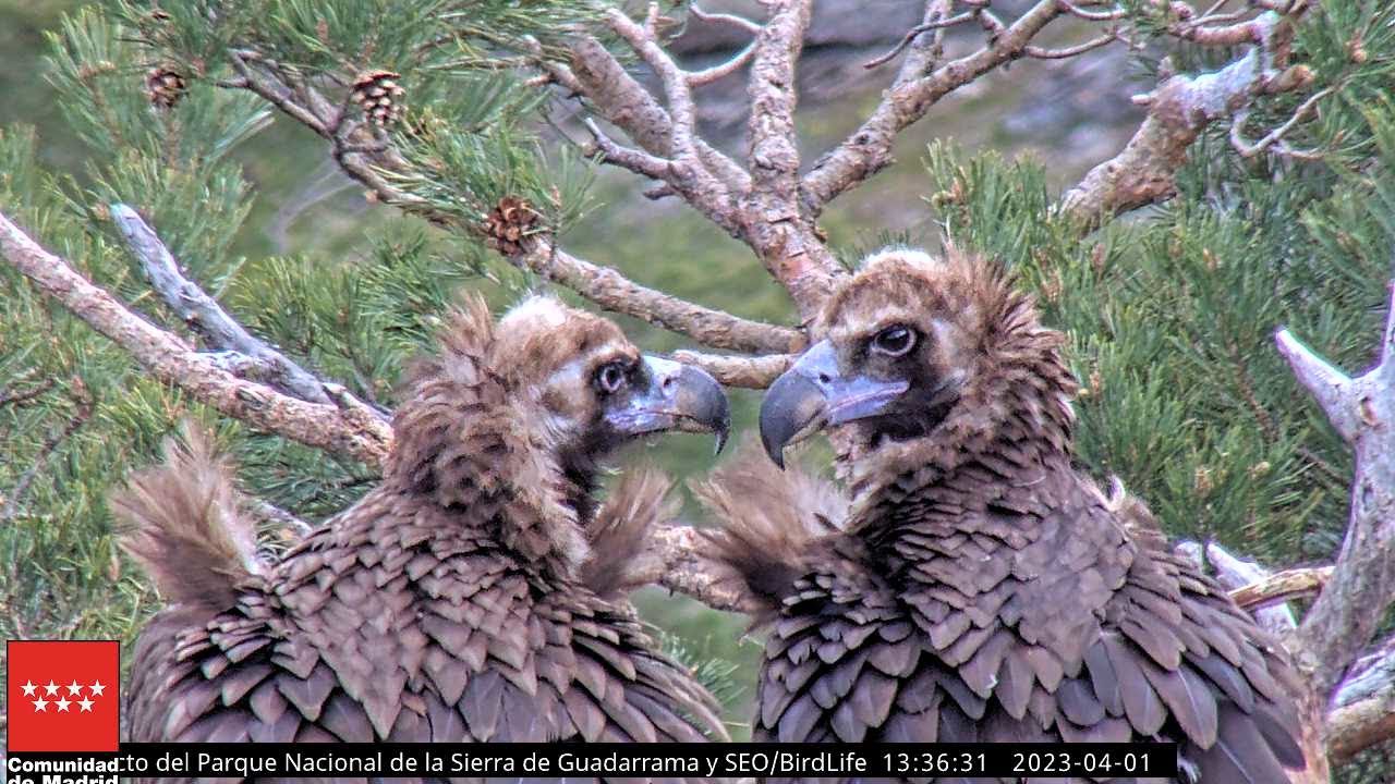 Pareja en el nido, PRIMEROS PLANOS - Buitre negro -  P.N. Sierra de Guadarrama