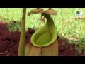 Jugos tóxicos de Nepenthes