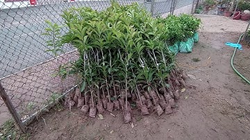 CÂY GIỐNG HỒNG XIÊM XOÀI TUYỂN CHỌN  - KHAI XUÂN ĐẦU NĂM TẠI NHÀ VƯỜN TRỌNG MINH - 0348448145