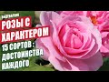 Розы с "характером"! 15 сортов - обсудим достоинства каждого #розы #сортароз #цветениероз #розывсаду