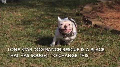 Psa lone star dog ranch