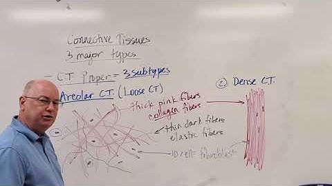 Professor Long 2401 Lab T1 Connective Tissue Proper Slides