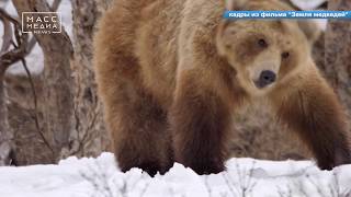 На Камчатке просыпаются медведи | Новости сегодня | Происшествия | Масс Медиа