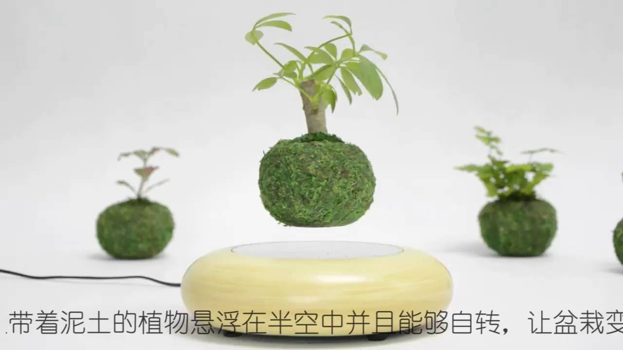floating bonsai trees are now a reality air bonsai youtube