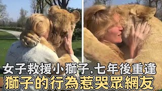 女子從馬戲團救援小獅子,七年後再次重逢,獅子的行為惹哭眾網友#獅子#動物#救援#感動#暖心#感人#擁抱#大貓
