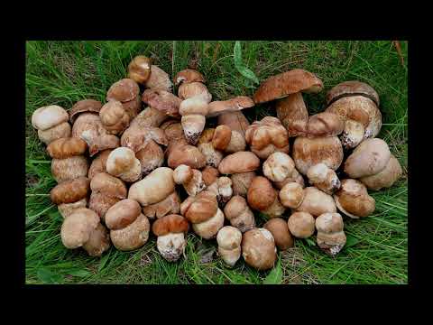 Video: Boletus - Samenstelling, Toepassing, Contra-indicaties, Caloriegehalte, Vitamines