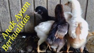 Tenak Anak Ayam Siam Bangkok Anak Ayam Berkualitas