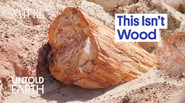 What Turned These Ancient Trees to Stone?